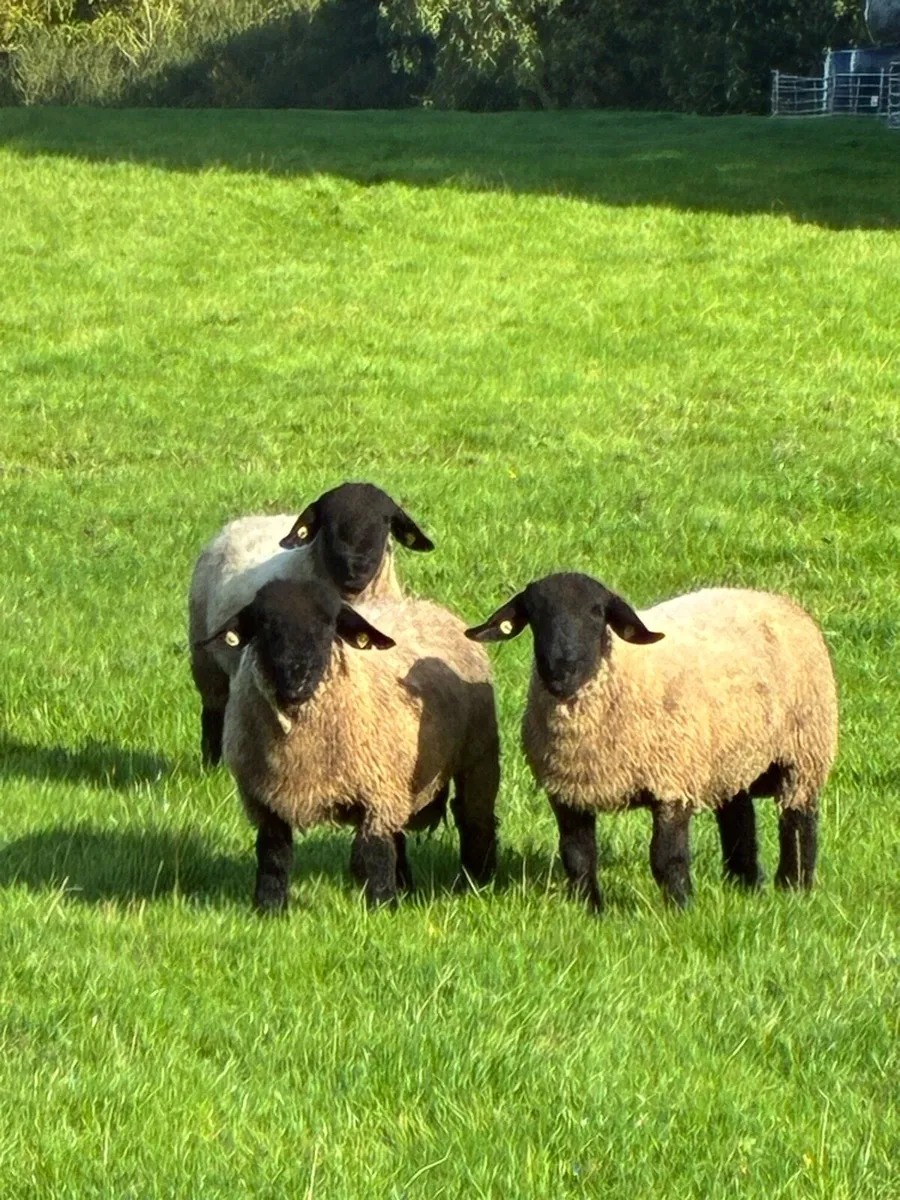 For sale pedigree Suffolk ram lambs - Image 1