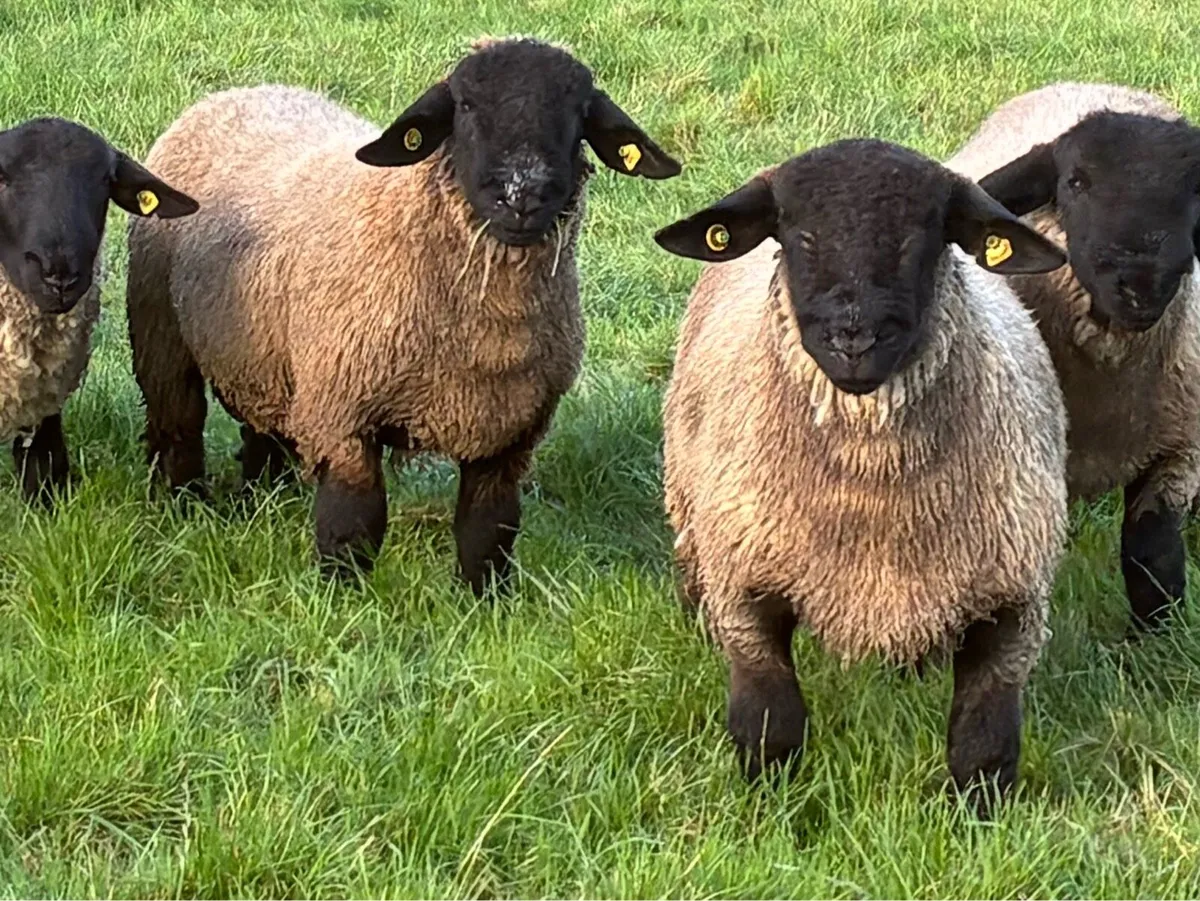 For sale pedigree Suffolk ram lambs - Image 2