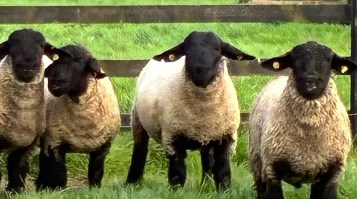 For sale pedigree Suffolk ram lambs - Image 3