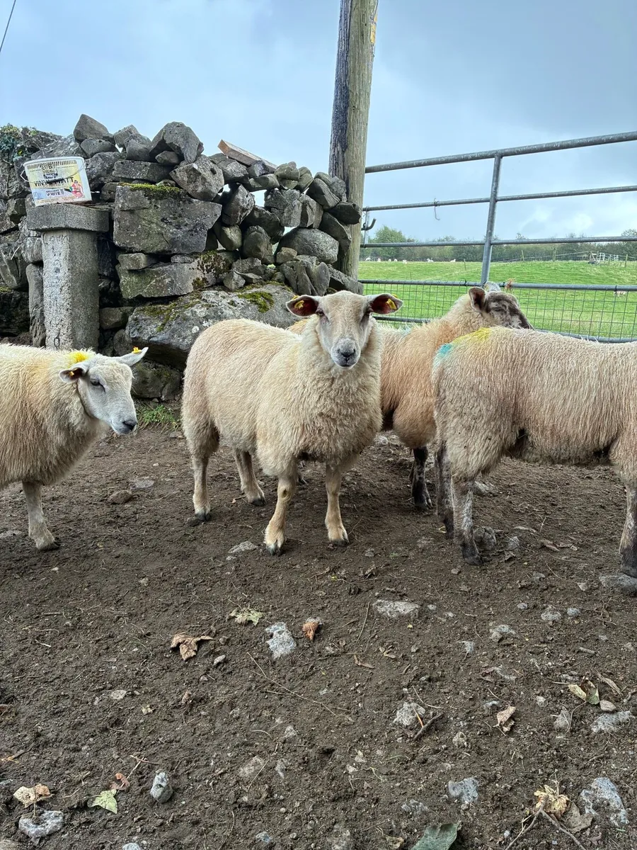 Lambs - Image 3