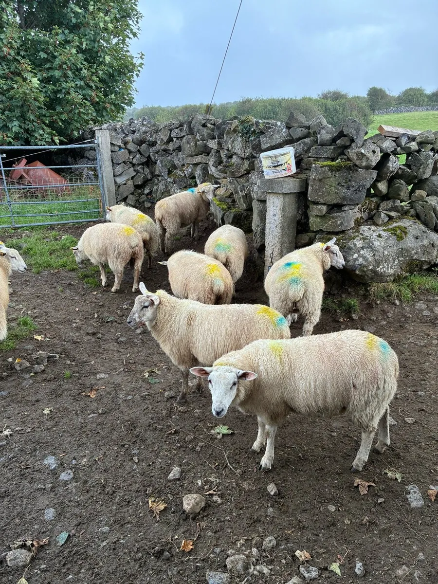 Lambs - Image 4