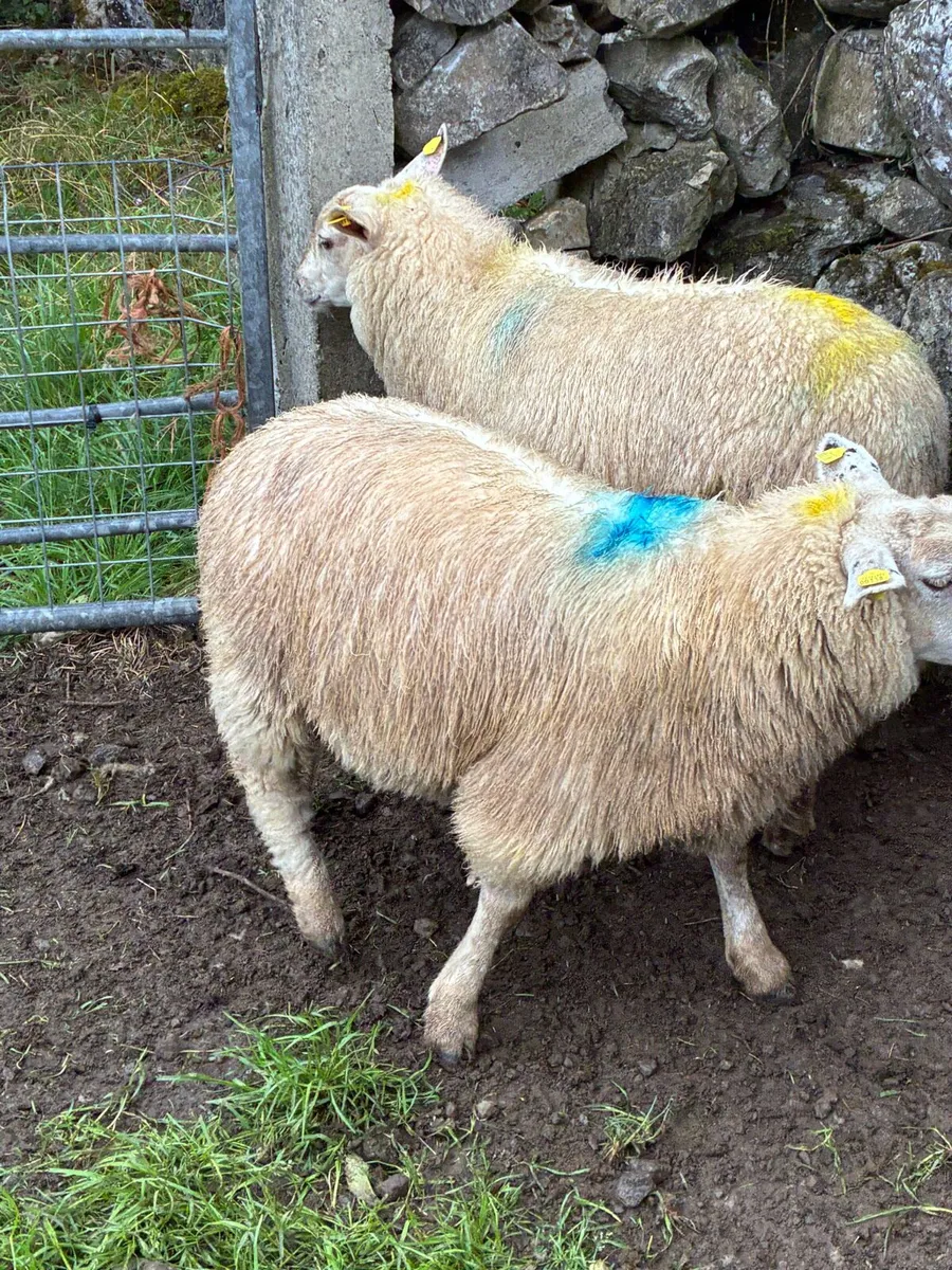 Lambs - Image 1