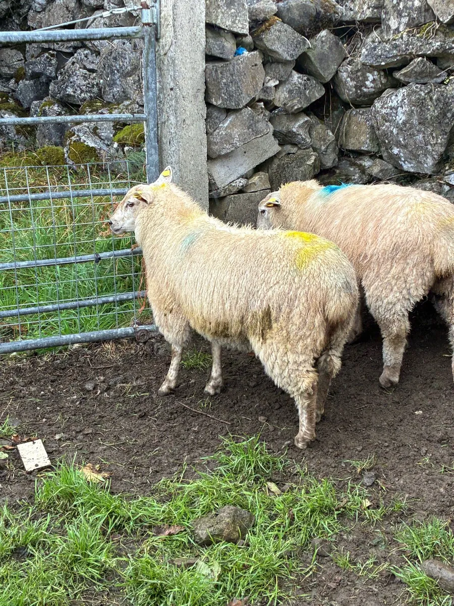 Lambs - Image 2
