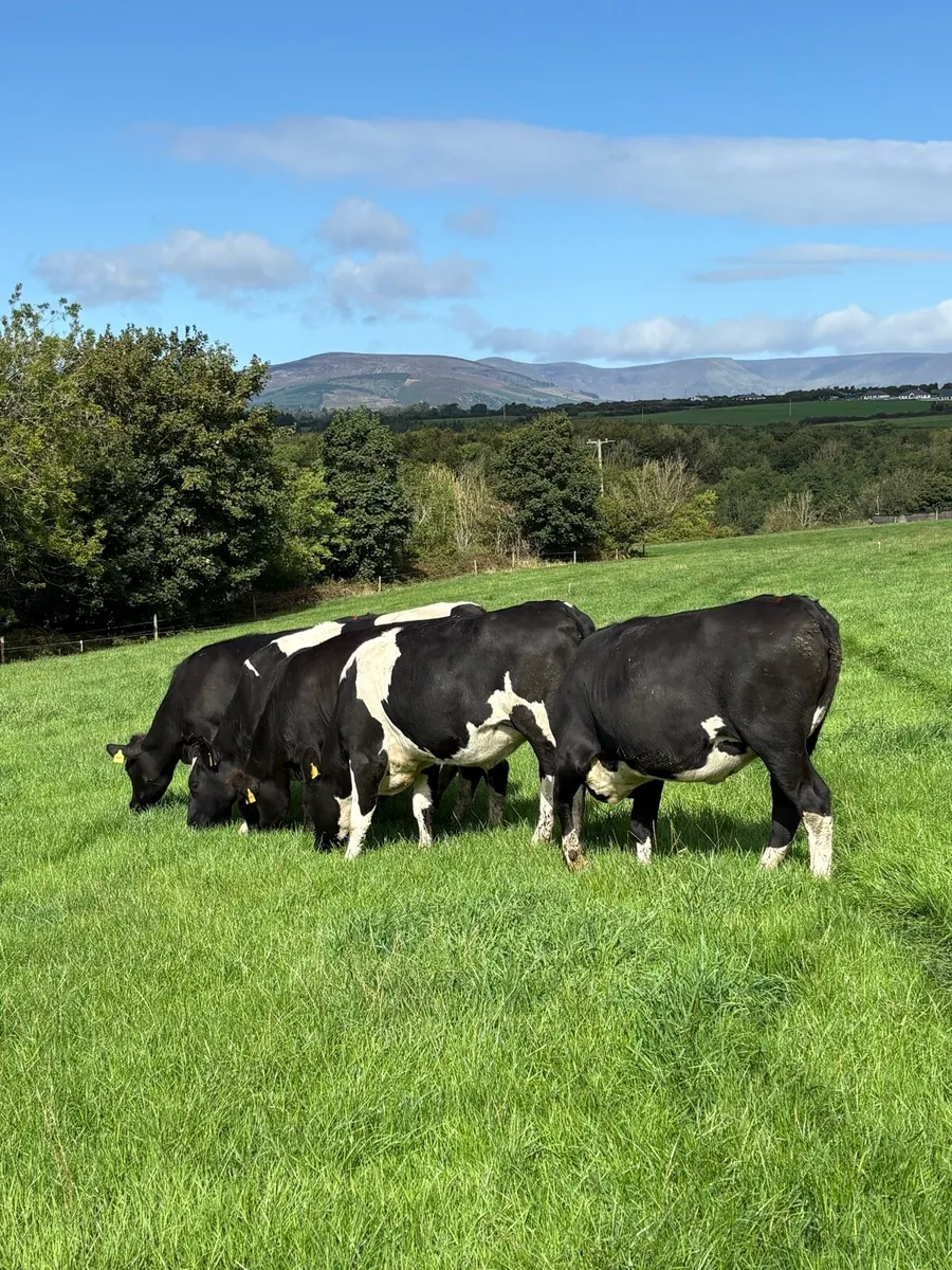 High Ebi Incalf Heifers - Image 1
