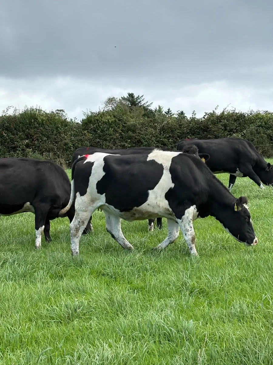 High Ebi Incalf Heifers - Image 2