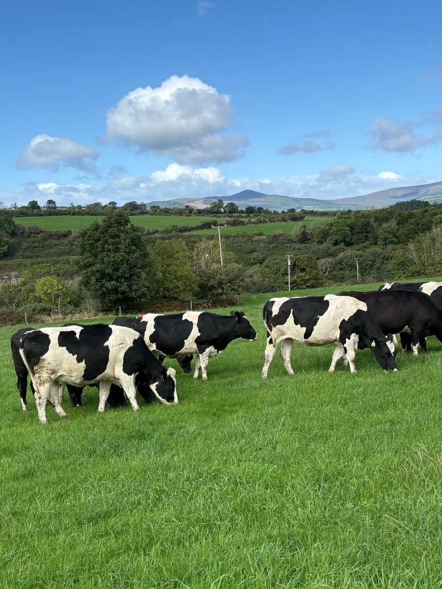 High Ebi Incalf Heifers - Image 3