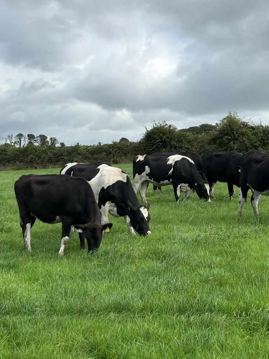High Ebi Incalf Heifers - Image 4