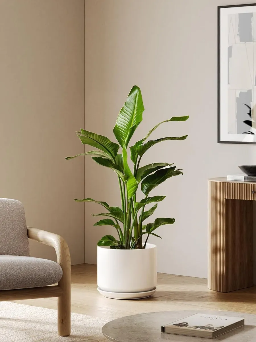 Ceramic Large Indoor Plant Pot Planter - Image 2