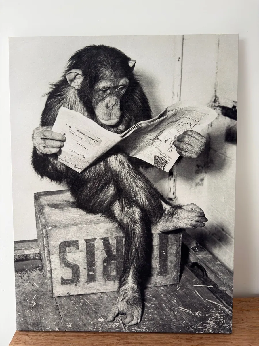 Monkey Canvas - Image 1