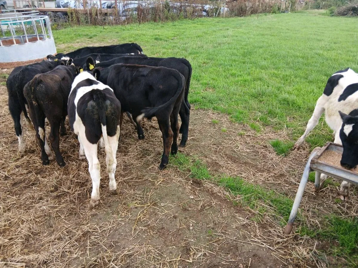 Calves - Image 2