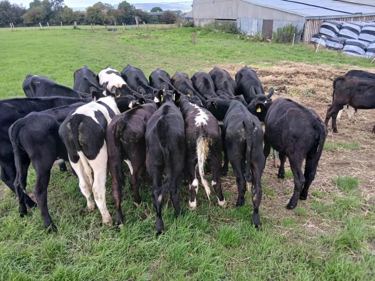 Calves - Image 4