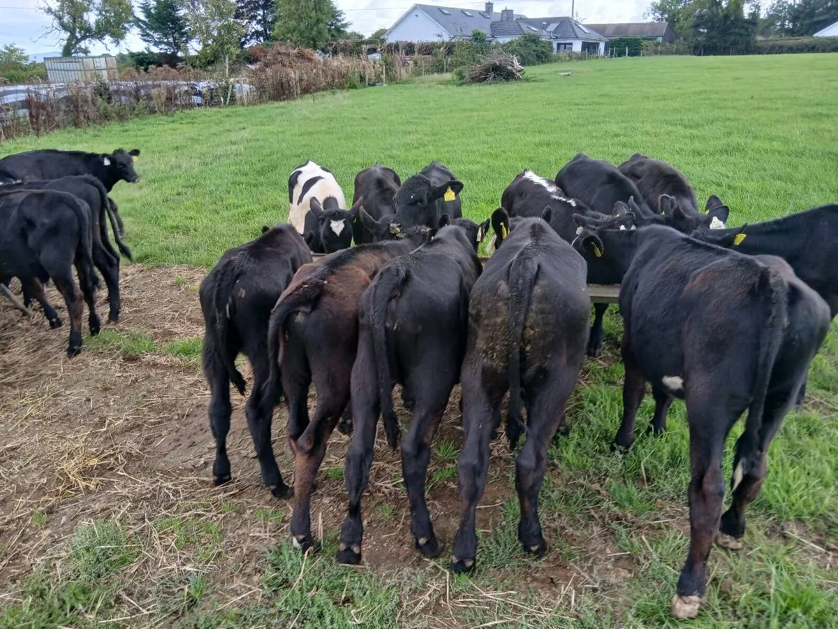 Calves - Image 3