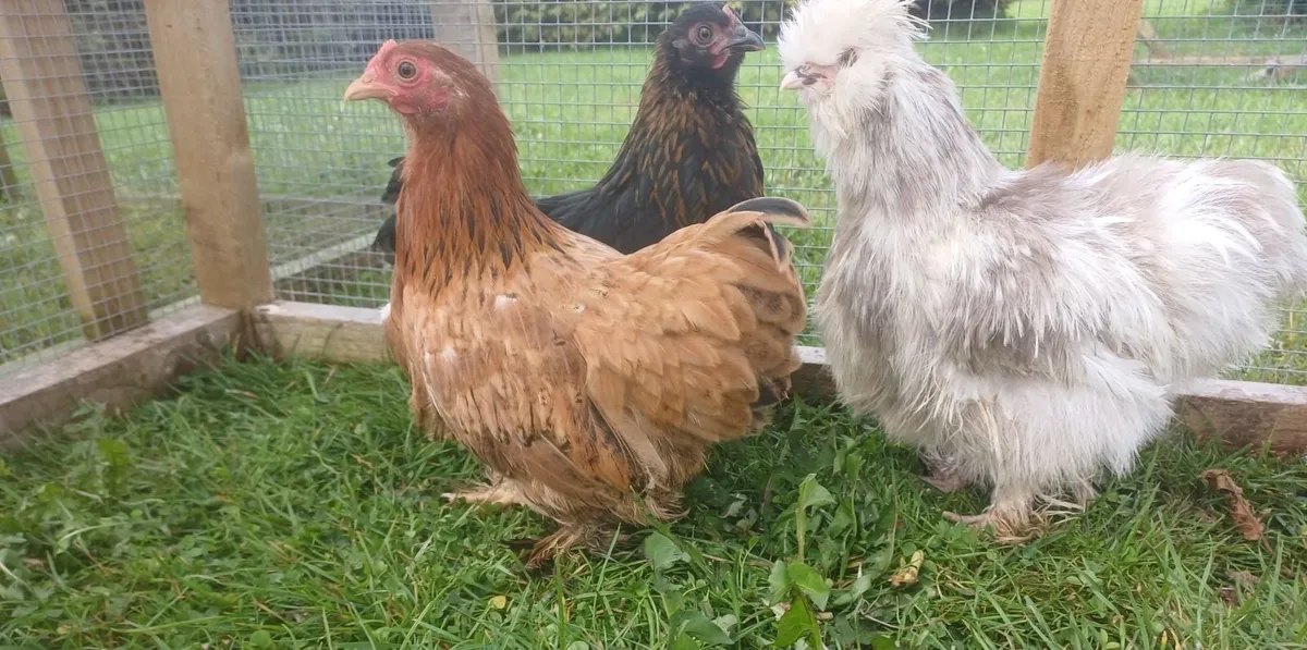 USA silkies&cochins - Image 2