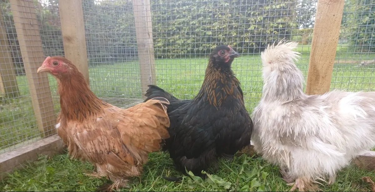USA silkies&cochins - Image 3