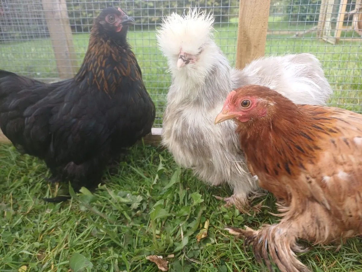 USA silkies&cochins - Image 4