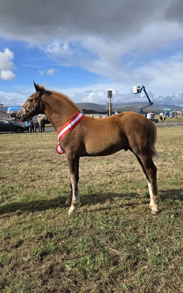 Irish Draught Colt Foal - Image 1