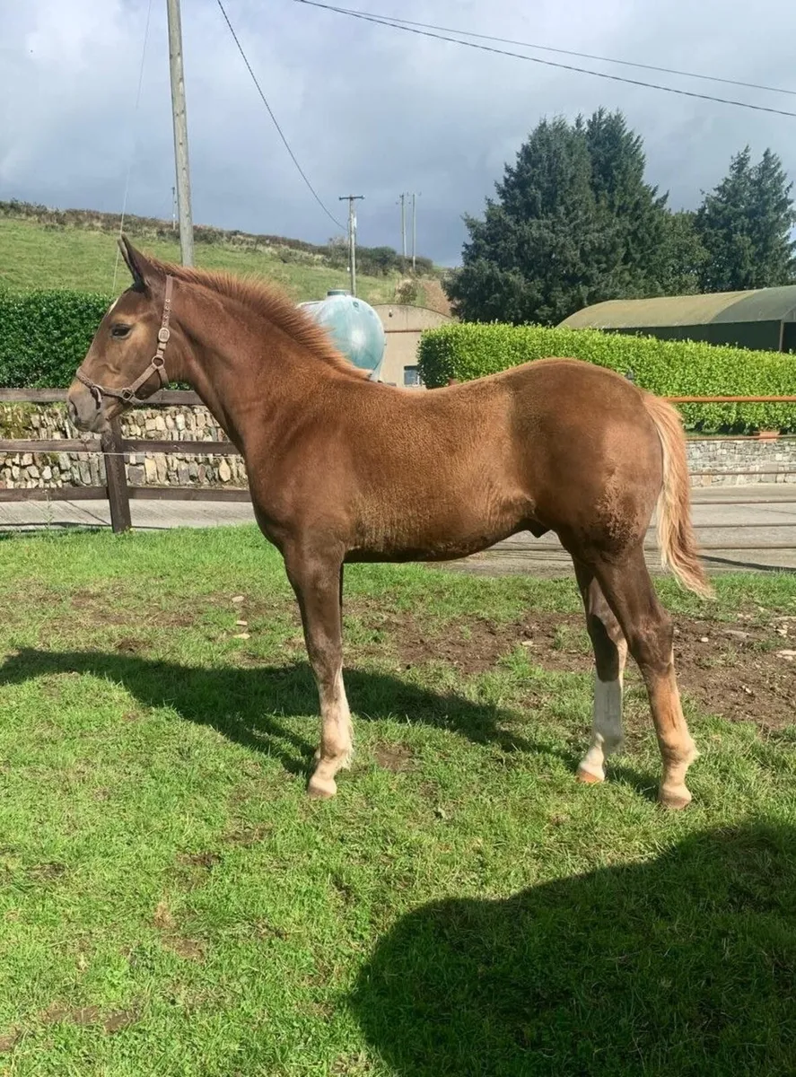 Irish Draught Colt Foal - Image 4