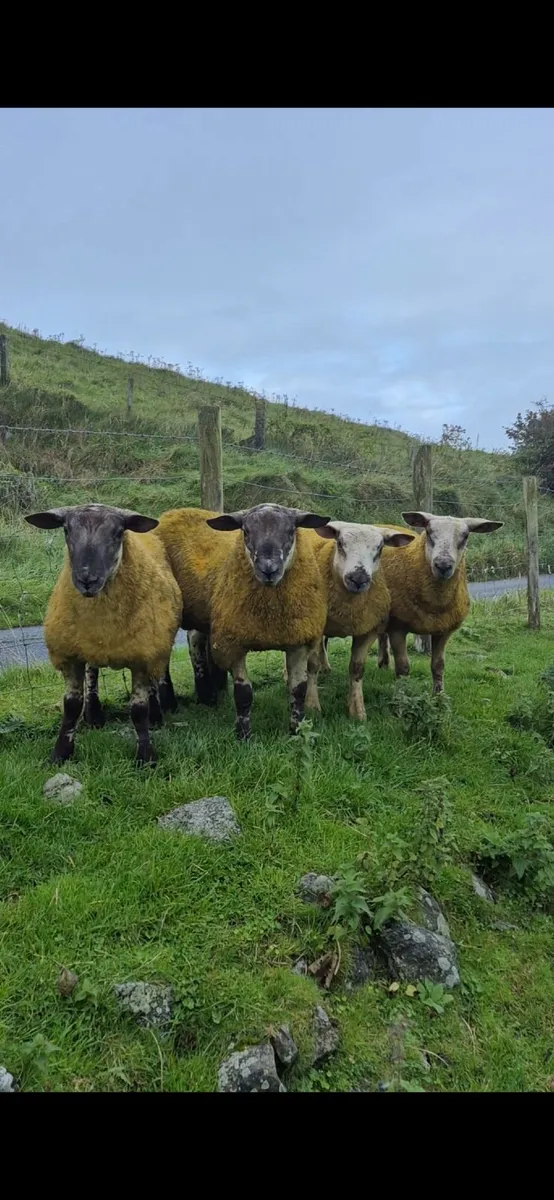 Ram Lambs - Image 2