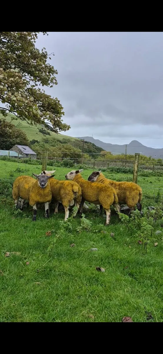 Ram Lambs - Image 1