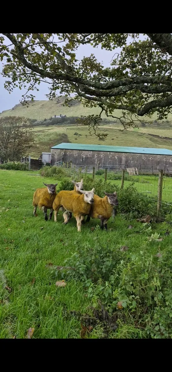 Ram Lambs - Image 3