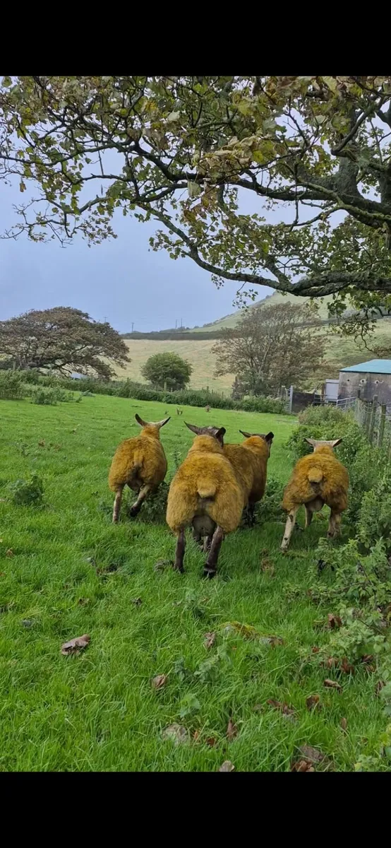 Ram Lambs - Image 4