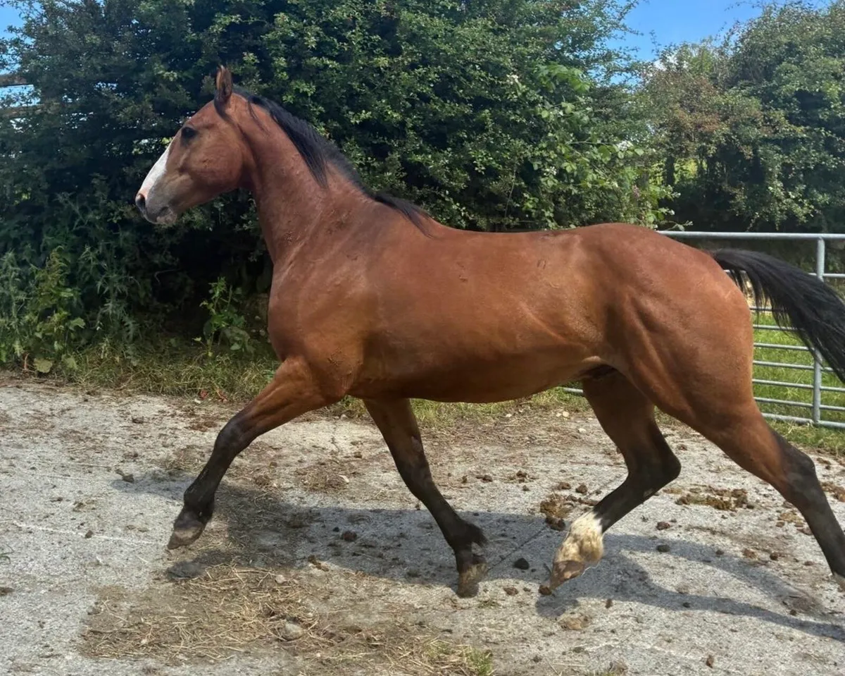 5 Year Old Sport Horse - Image 2