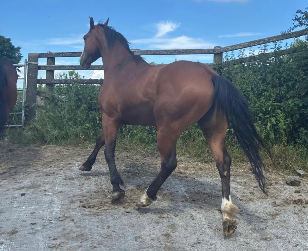 5 Year Old Sport Horse - Image 4