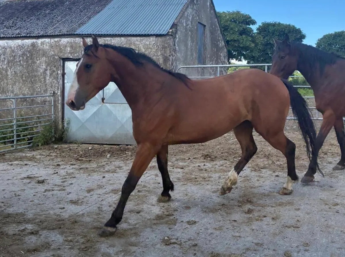 5 Year Old Sport Horse - Image 3