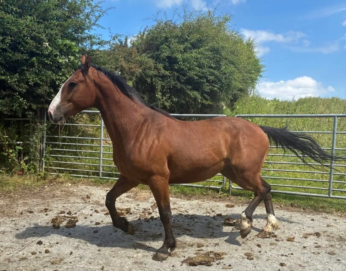 5 Year Old Sport Horse - Image 1