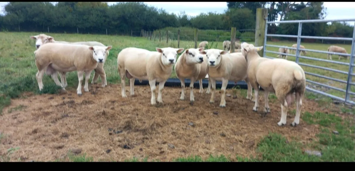 PBR Texel hogget Rams. SIS and non Sis