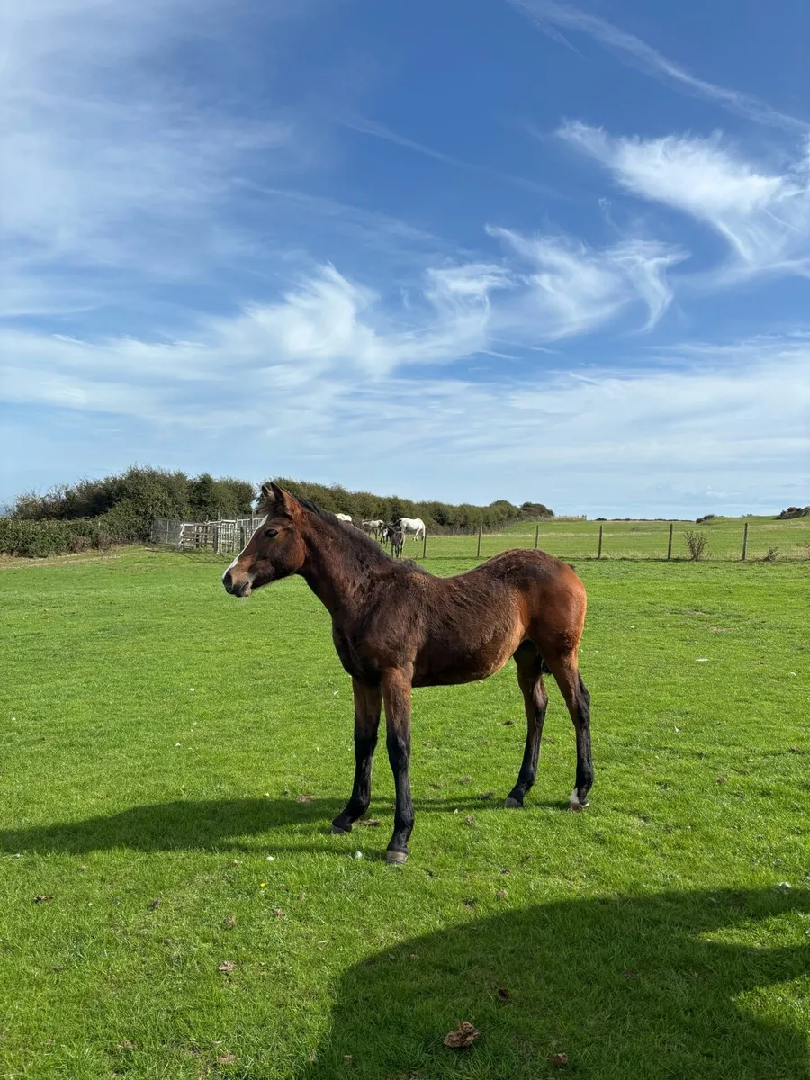 Connemara filly foal - Image 1