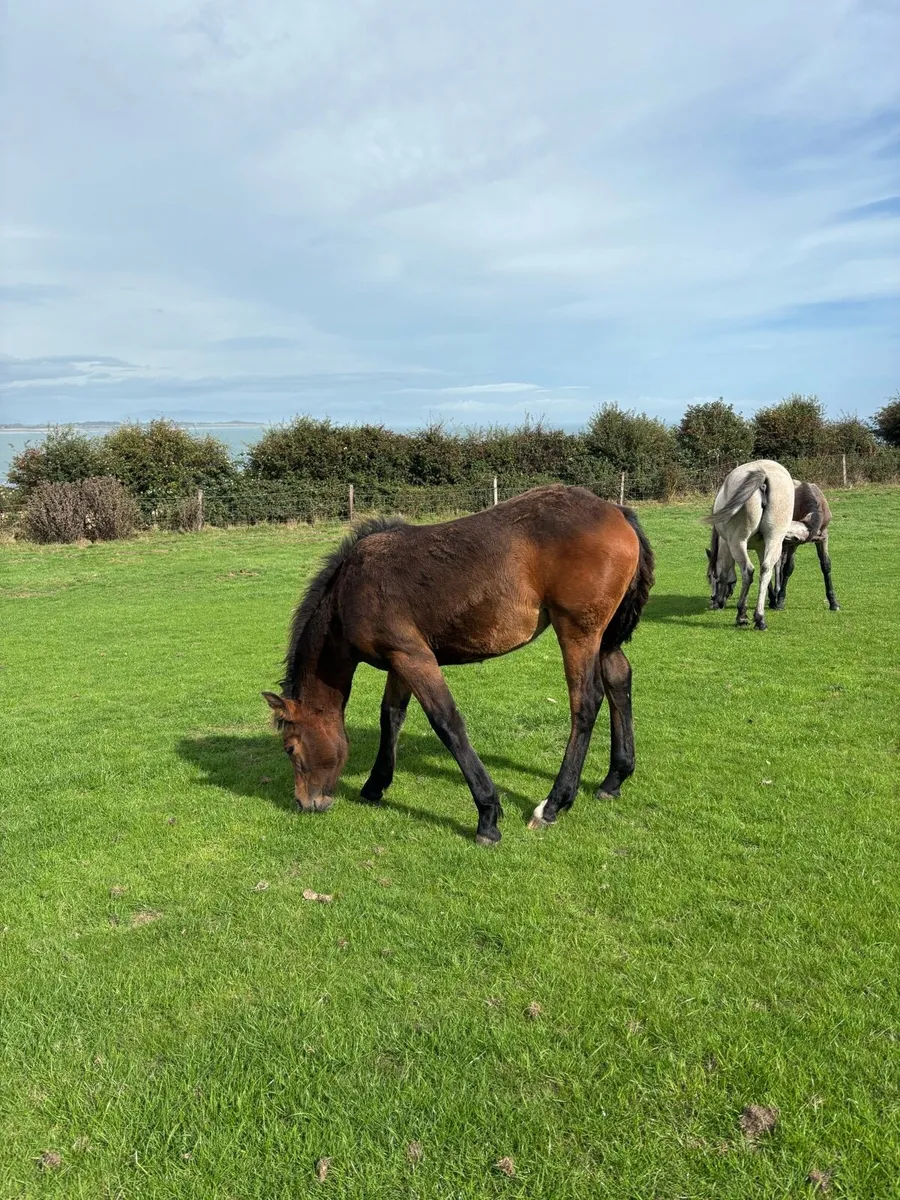Connemara filly foal - Image 4