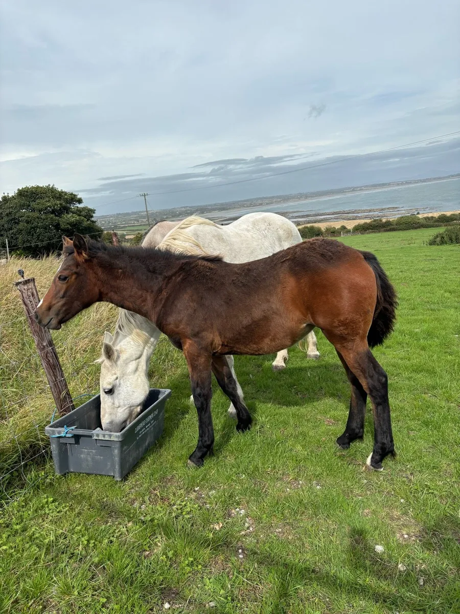 Connemara filly foal - Image 2