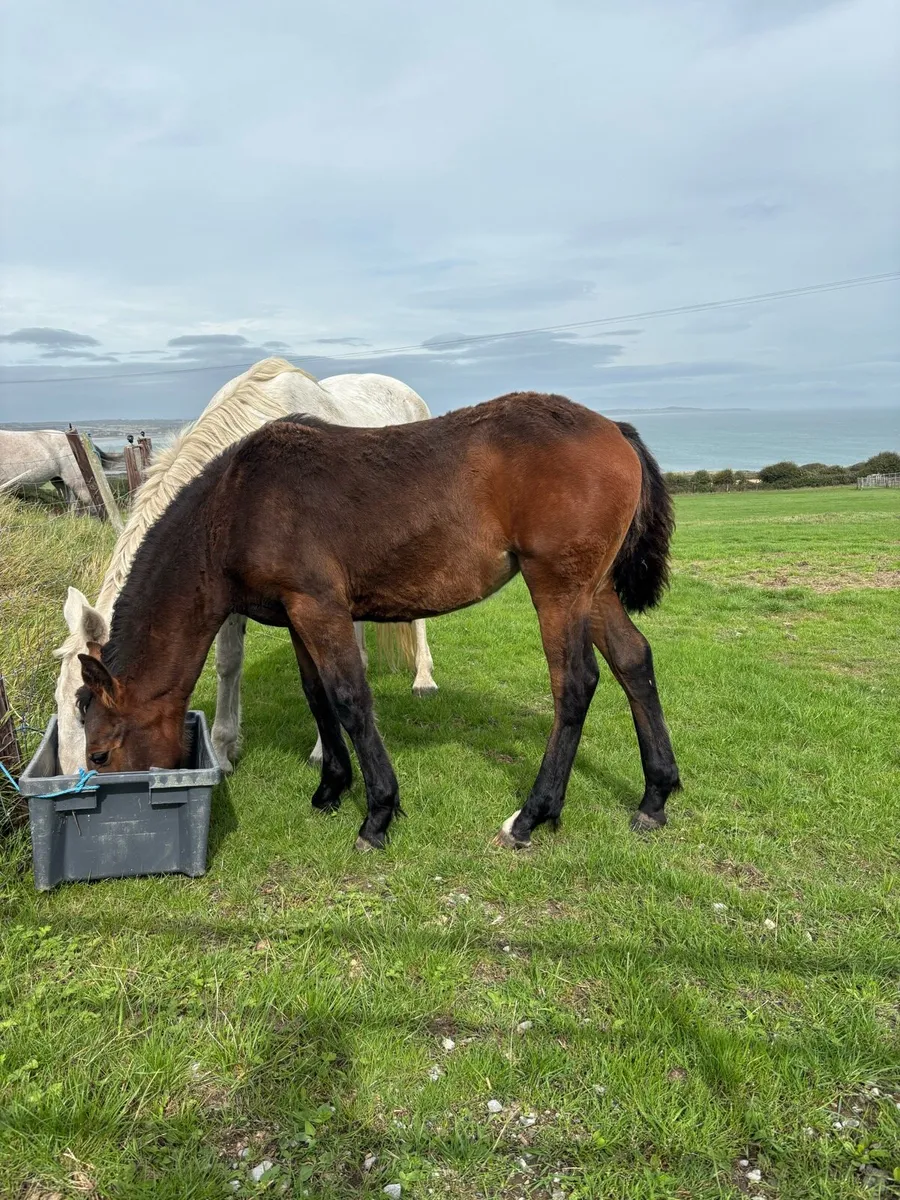Connemara filly foal - Image 3
