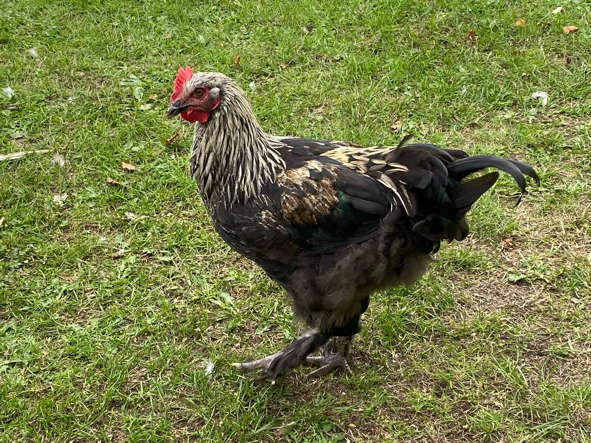 Black Copper Maran x Light Sussex Rooster - Image 1