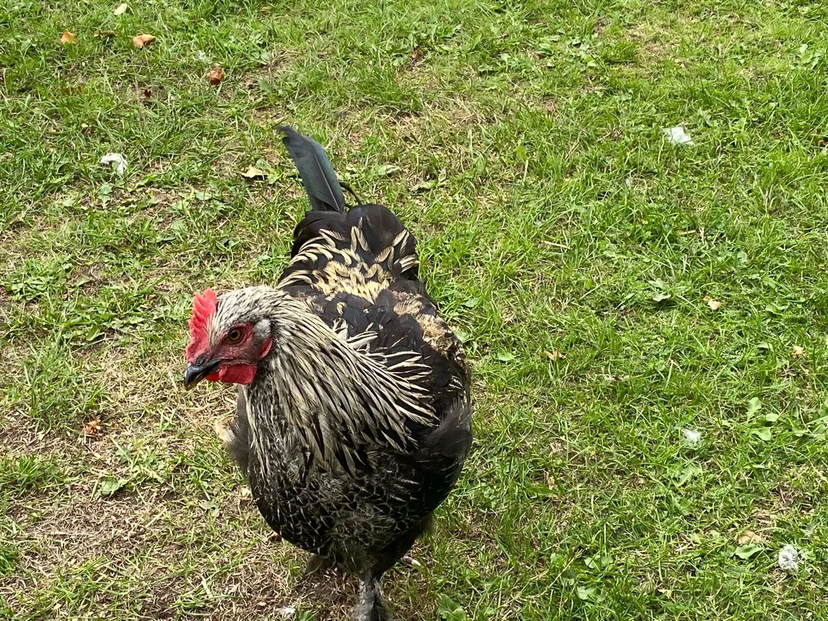 Black Copper Maran x Light Sussex Rooster - Image 3
