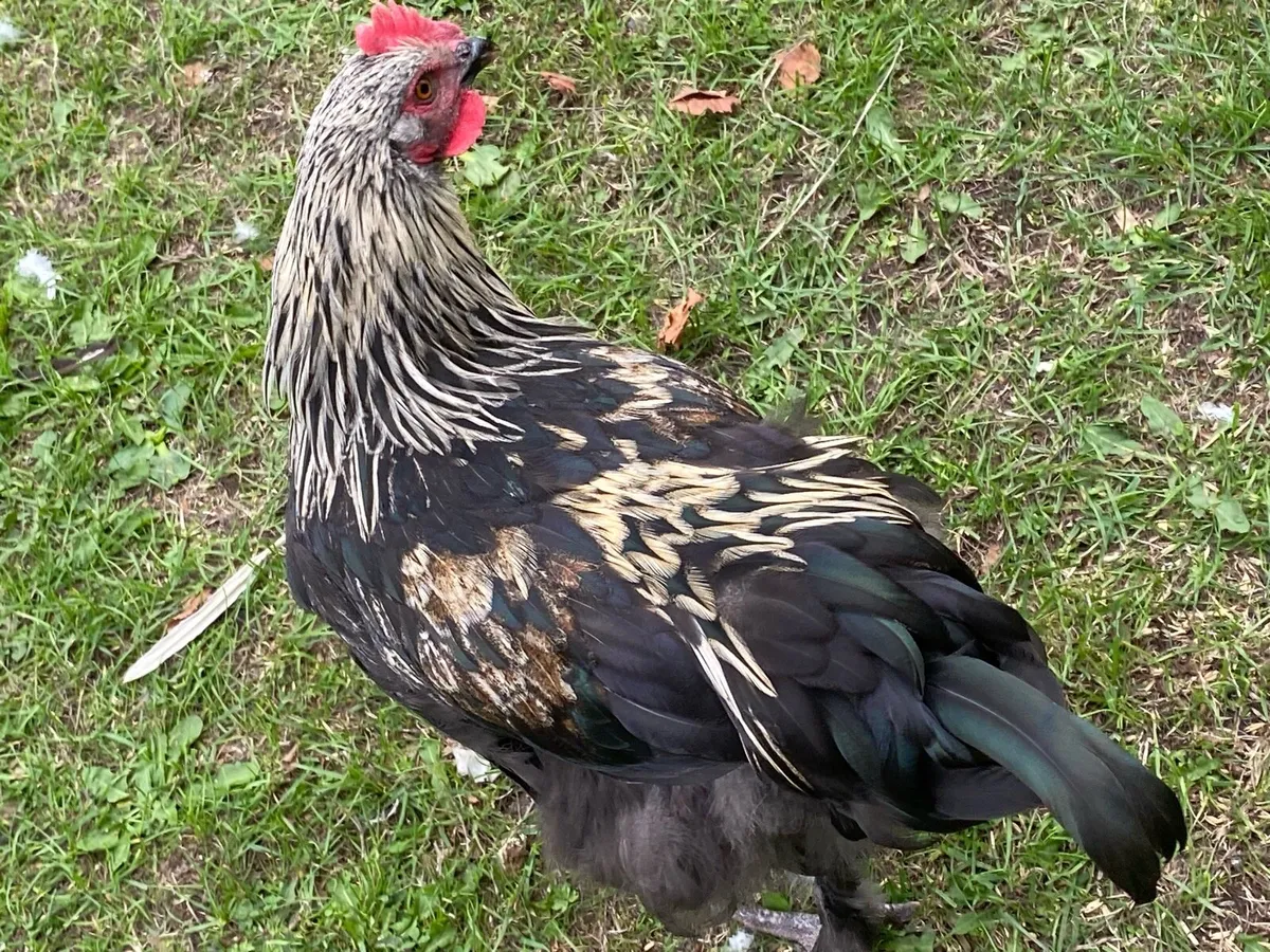 Black Copper Maran x Light Sussex Rooster - Image 2