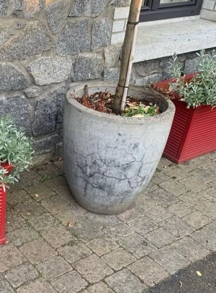 Lollipop shaped evergreen trees in pots - Image 3