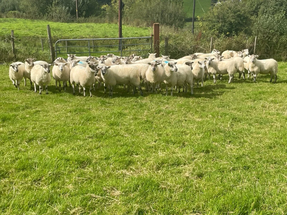 Hilltex Hoggetts - Image 2