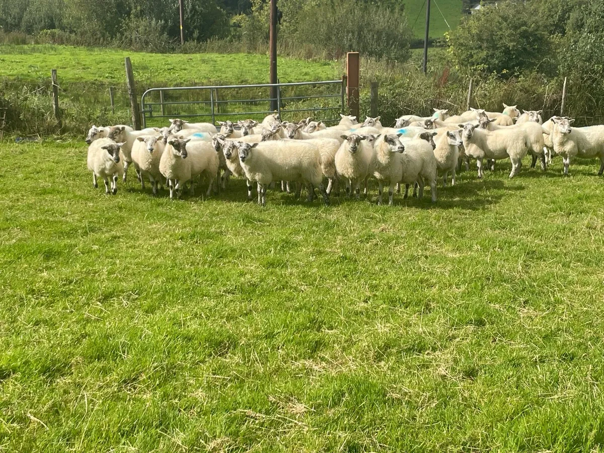 Hilltex Hoggetts - Image 1