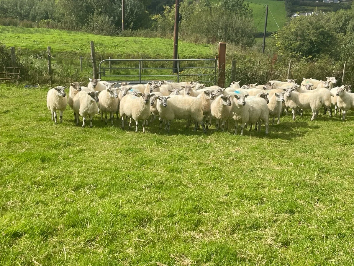 Hilltex Hoggetts - Image 4