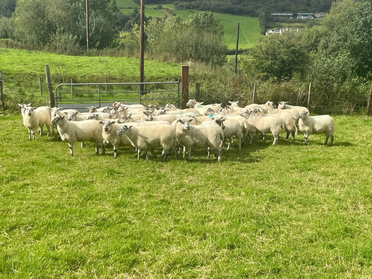 Hilltex Hoggetts - Image 3