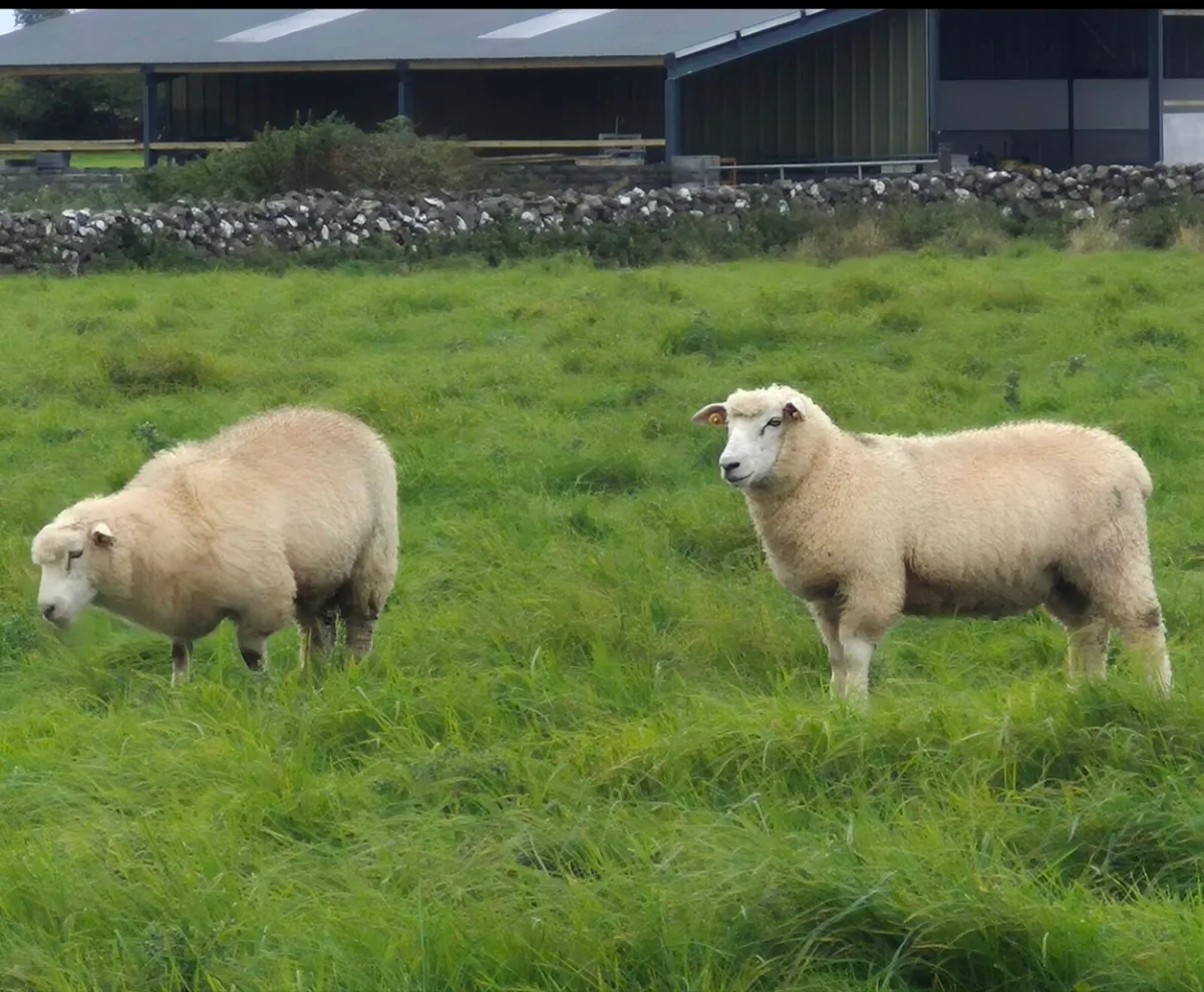 Galway Hogget Rams and Ram Lambs for Sale - Image 2