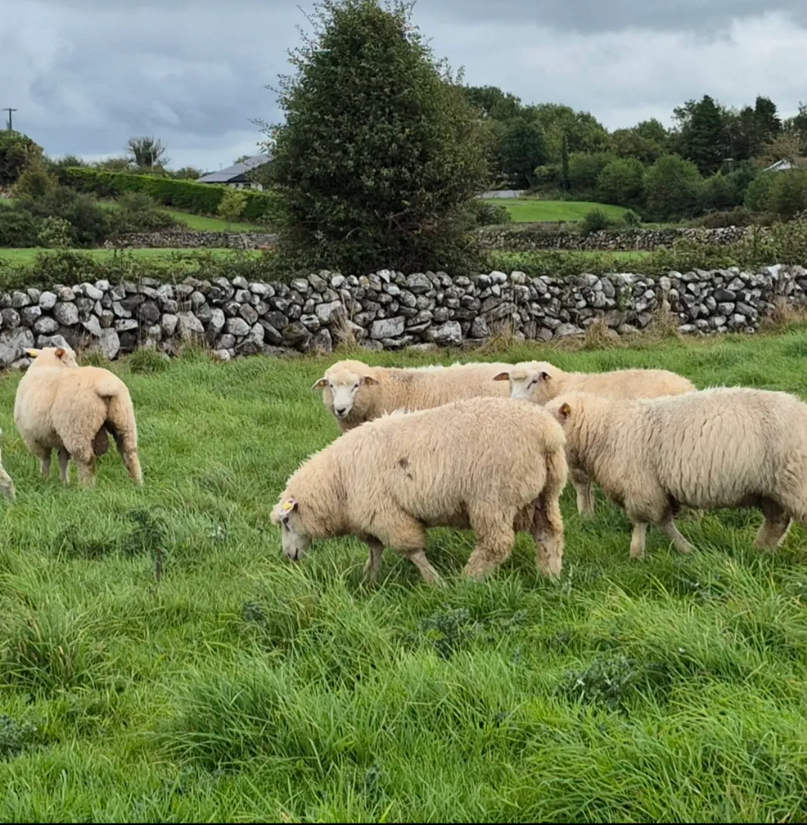 Galway Hogget Rams and Ram Lambs for Sale - Image 3