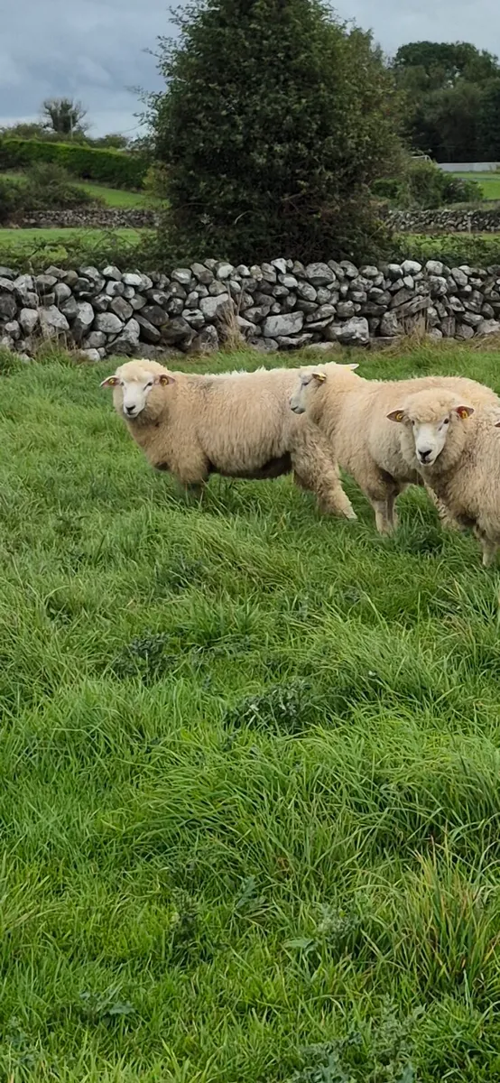 Galway Hogget Rams and Ram Lambs for Sale - Image 4