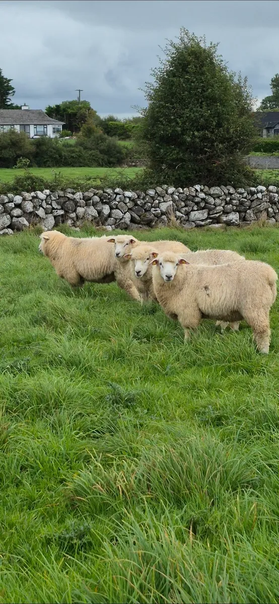 Galway Hogget Rams and Ram Lambs for Sale - Image 1