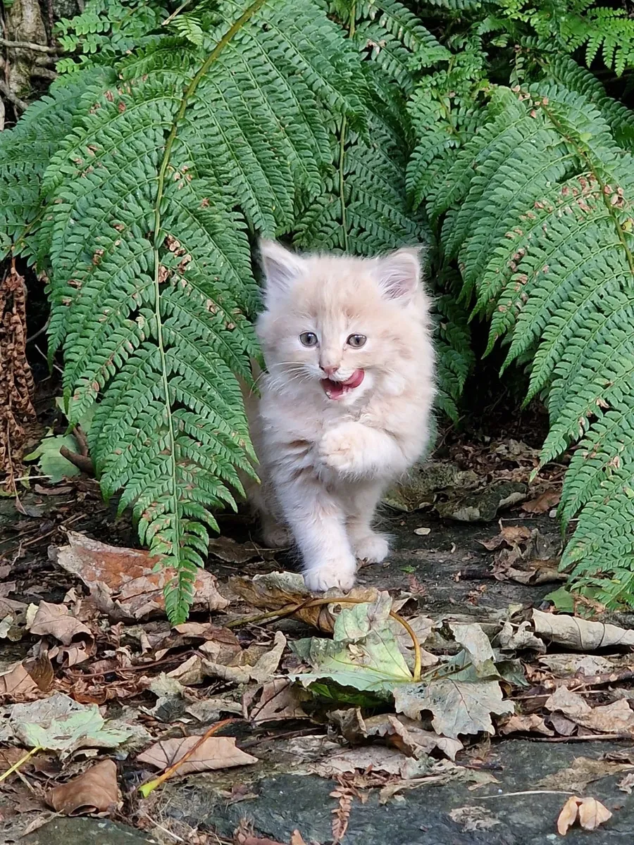 Kittens - Image 1