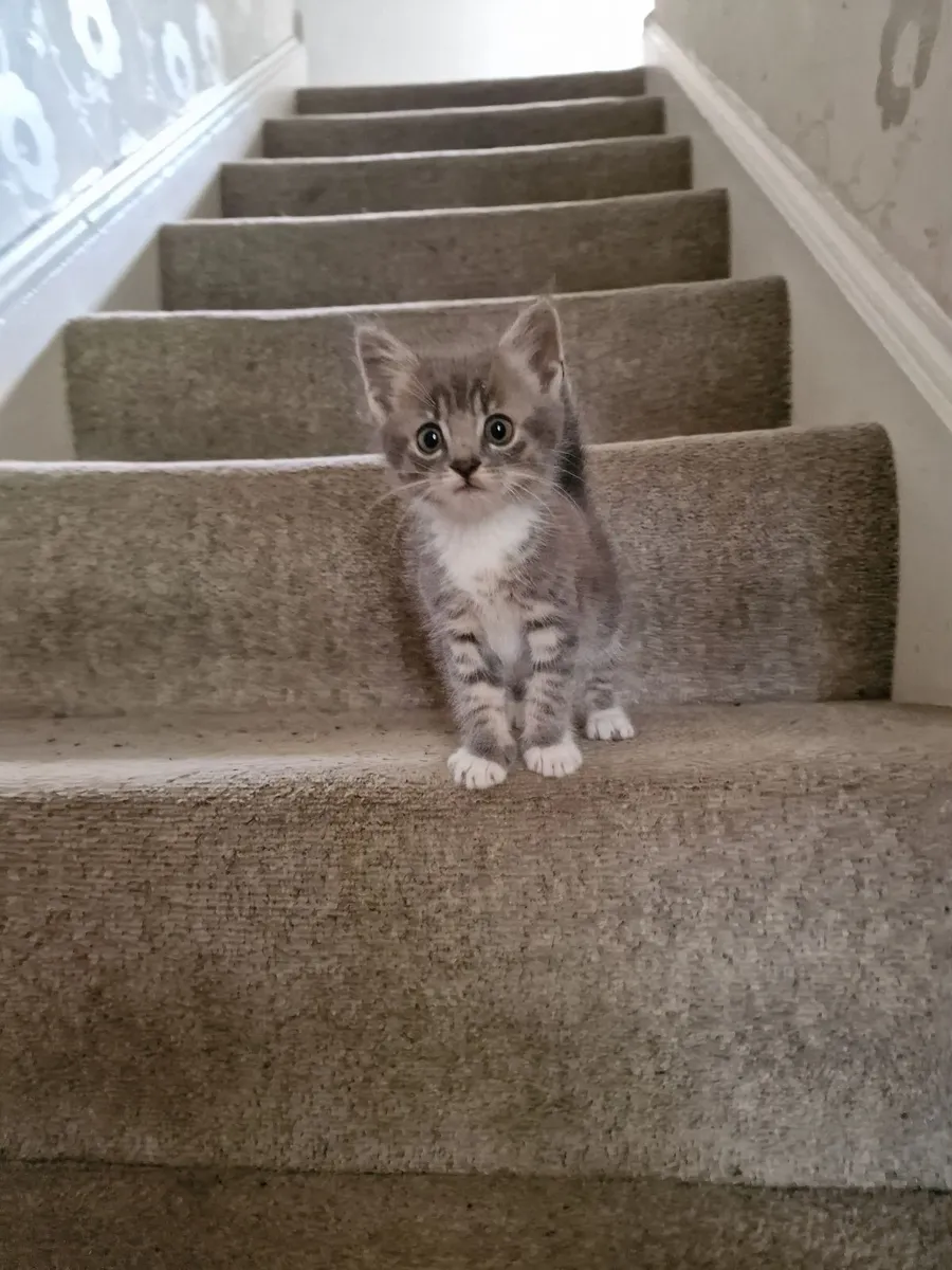 Kittens - Image 3