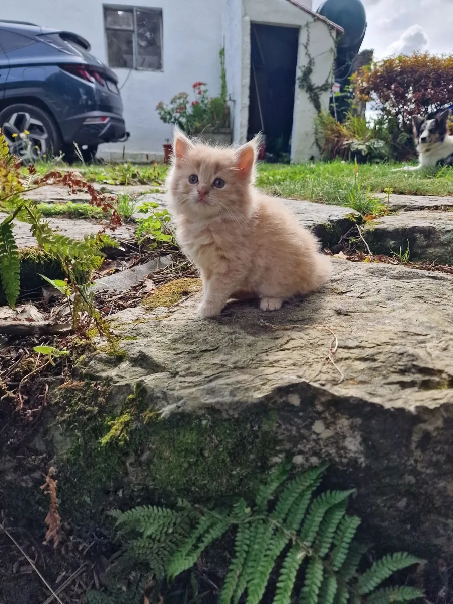 Kittens - Image 2