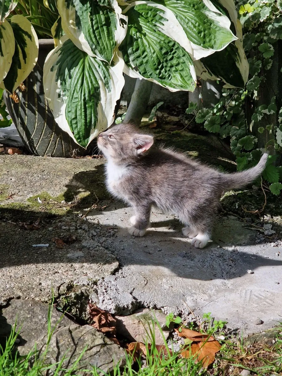 Kittens - Image 4